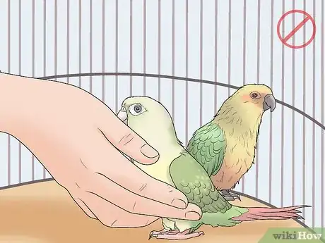 Image intitulée Gain Your Bird's Trust Step 9
