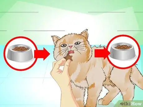 Image intitulée Put Weight on a Cat Step 10