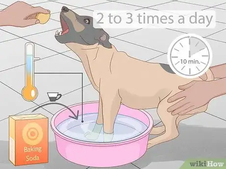 Image intitulée Stop a Dog from Licking Its Paws with Home Remedies Step 6