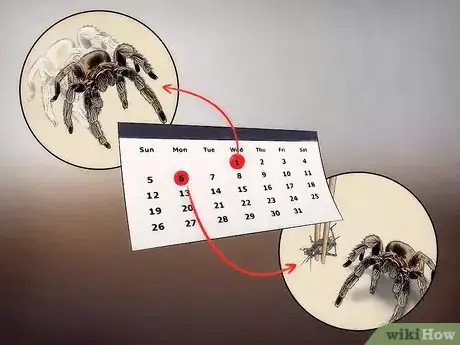 Image intitulée Tell if Your Tarantula Is Molting Step 8