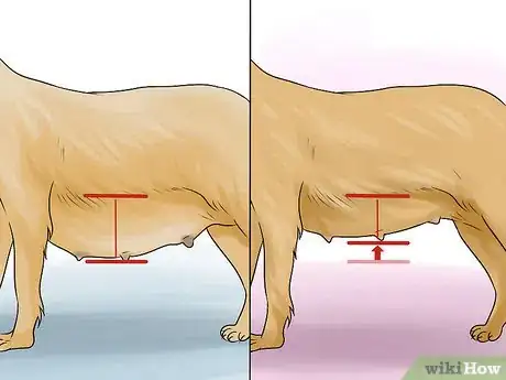 Image intitulée Know if a Pregnant Dog Has Reabsorbed the Fetus Step 2