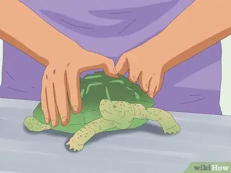 Image intitulée Pet a Turtle Step 11