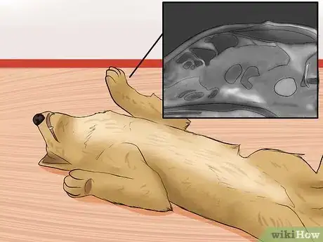 Image intitulée Recognize a Stroke in Dogs Step 3