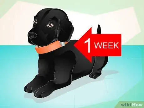 Image intitulée Use an Electronic Dog Training Collar Step 4