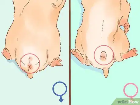 Image intitulée Sex a Hamster Step 8