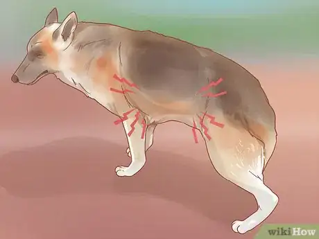 Image intitulée Care for a Dog After It Has Just Vomited Step 5