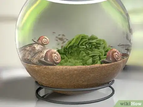 Image intitulée Breed a Pet Snail Step 2