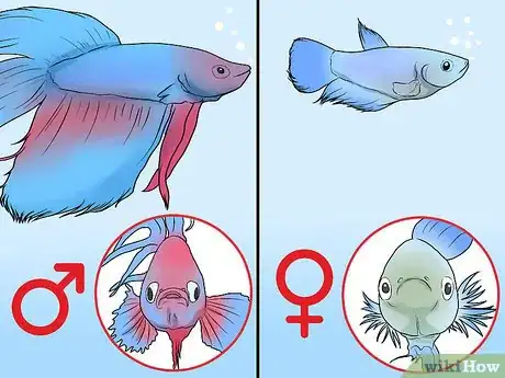 Image intitulée Determine the Sex of a Betta Fish Step 5