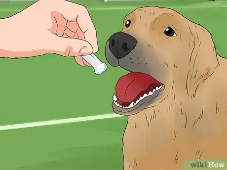 Image intitulée Train Your Dog to Not Run Away Step 15