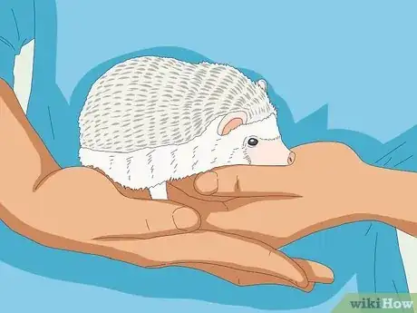 Image intitulée Tame a Hedgehog Step 10