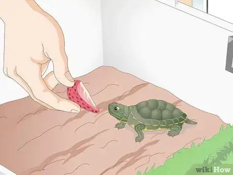 Image intitulée Feed Your Turtle if It is Refusing to Eat Step 7