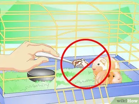 Image intitulée Make Your Guinea Pig Comfortable in Its Cage Step 11