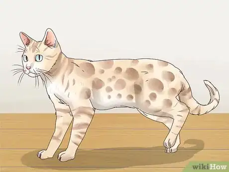 Image intitulée Identify a Bengal Cat Step 1