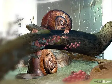 Image intitulée Breed a Pet Snail Step 6