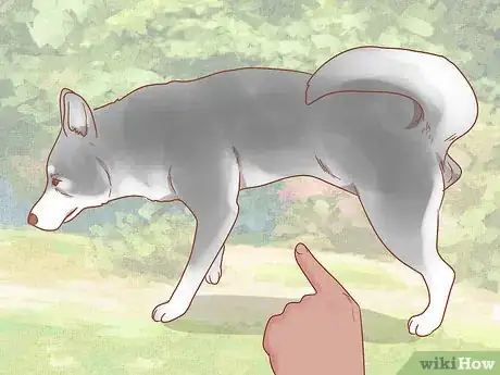Image intitulée Care for a Husky Step 3