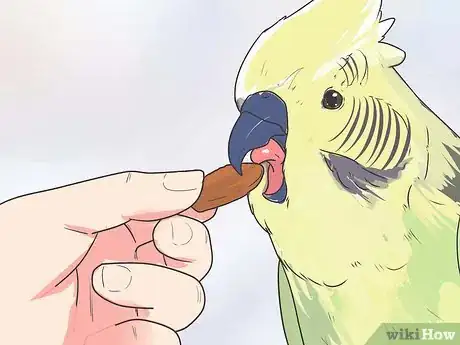 Image intitulée Teach Your Bird to Talk Step 9