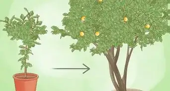 faire pousser un citronnier à partir de graines