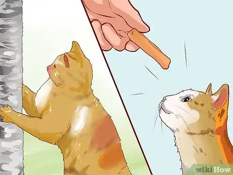 Image intitulée Discipline Your Cat or Kitten Step 7