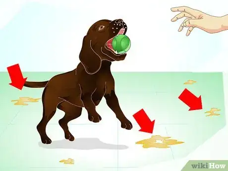 Image intitulée Stop Dog Marking Behaviors Step 5