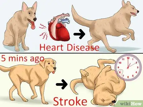 Image intitulée Recognize a Stroke in Dogs Step 2