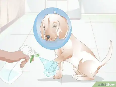 Image intitulée Care for a Dog's Torn Paw Pad Step 13