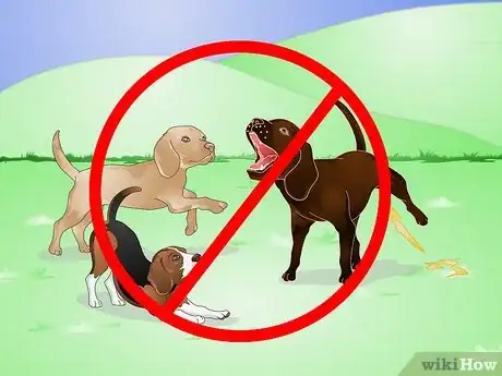 Image intitulée Stop Dog Marking Behaviors Step 9