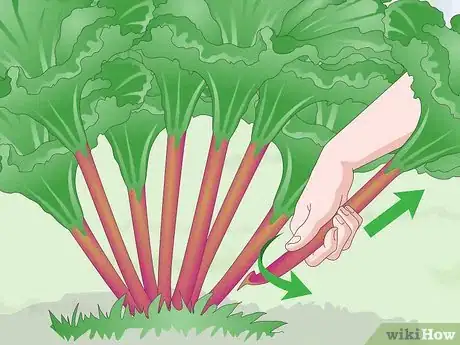 Image intitulée Harvest Rhubarb Step 6