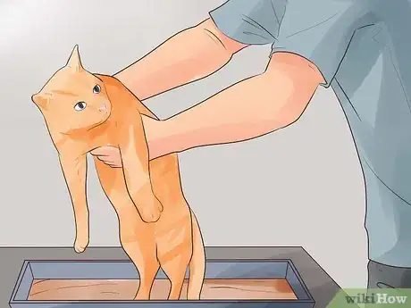 Image intitulée Know if Your Cat Is Dying Step 10