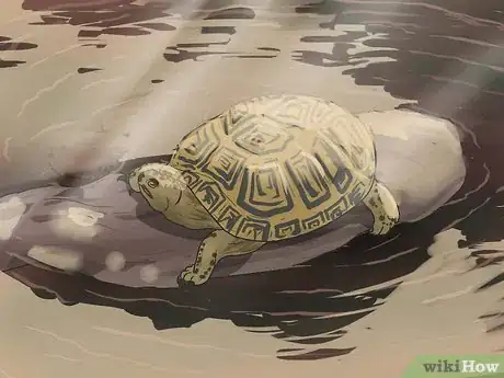 Image intitulée Tell the Difference Between a Tortoise, Terrapin and Turtle Step 4