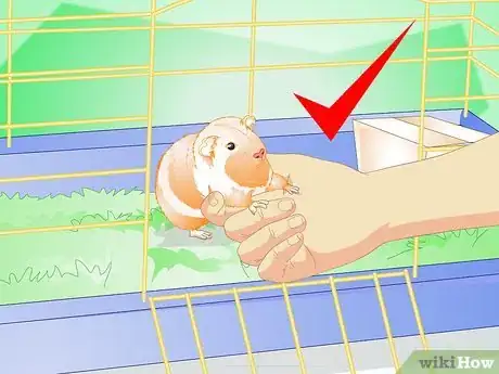 Image intitulée Make Your Guinea Pig Comfortable in Its Cage Step 15