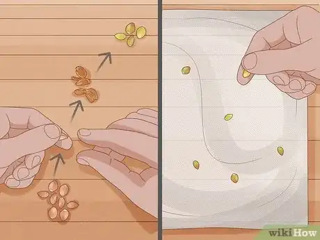 Image intitulée Plant a Lemon Seed Step 19