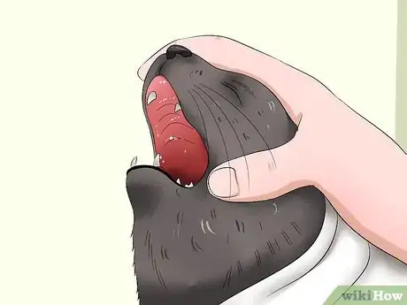 Image intitulée Give a Cat Medicine Step 11