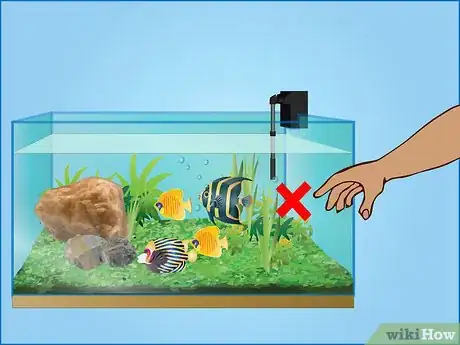 Image intitulée Take Care of Your Fish (Tanks) Step 11