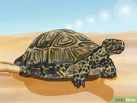 Image intitulée Tell the Difference Between a Tortoise, Terrapin and Turtle Step 2