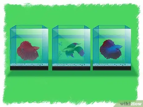 Image intitulée Breed Betta Fish Step 20