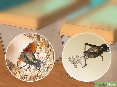 Image intitulée Care for Live Crickets for Reptiles Step 15