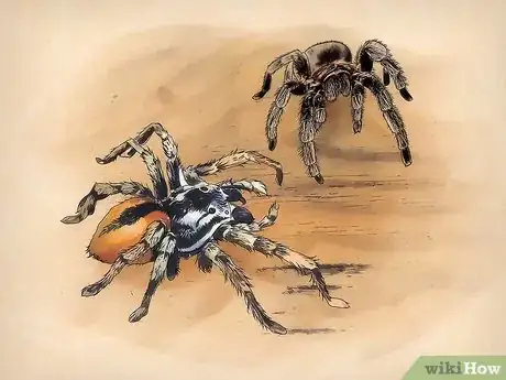 Image intitulée Keep Spiders As Pets Step 1