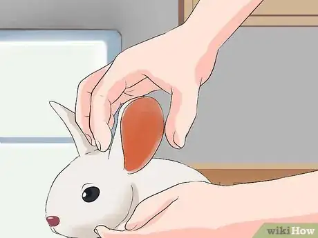 Image intitulée Clean Your Rabbit's Ears Step 5