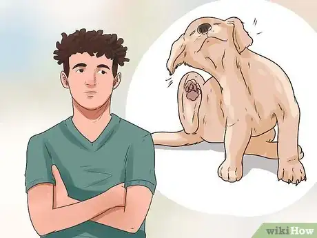 Image intitulée Soothe a Dog's Itchy Ears Step 1