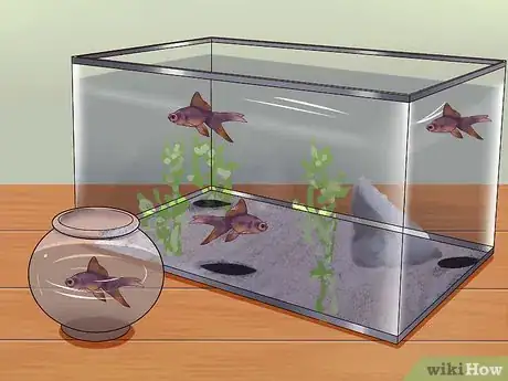 Image intitulée Treat Tropical Fish With White Spot Disease (ich) Step 14