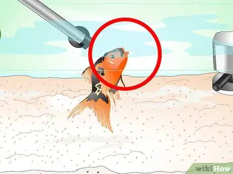 Image intitulée Save a Dying Goldfish Step 5