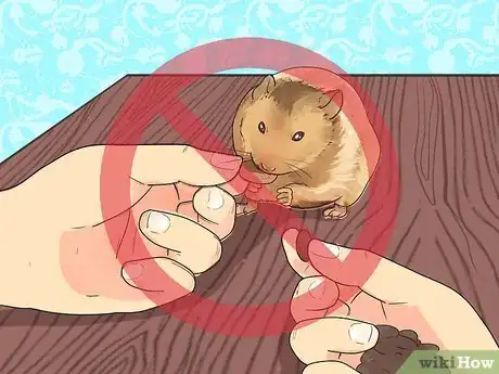 Image intitulée Feed Dwarf Hamsters Step 11