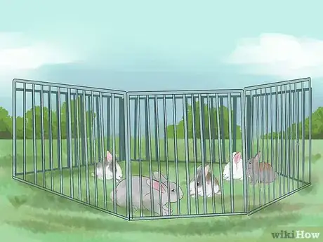 Image intitulée Catch a Pet Rabbit Step 12