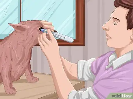 Image intitulée Treat Dog Eye Infection Step 3