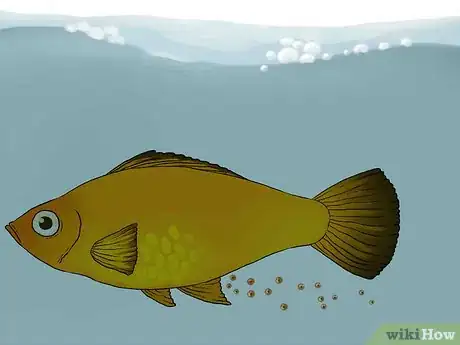 Image intitulée Tell if Your Fish Is Having Babies Step 9