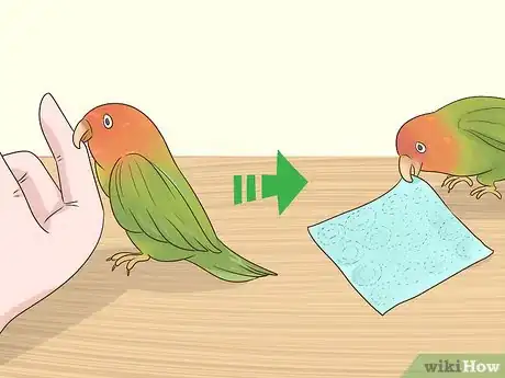 Image intitulée Bond with a Lovebird Step 15