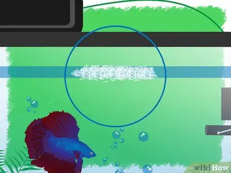 Image intitulée Breed Betta Fish Step 14