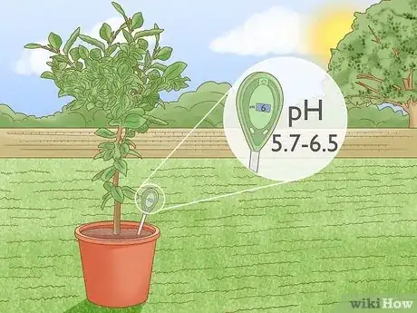 Image intitulée Plant a Lemon Seed Step 27