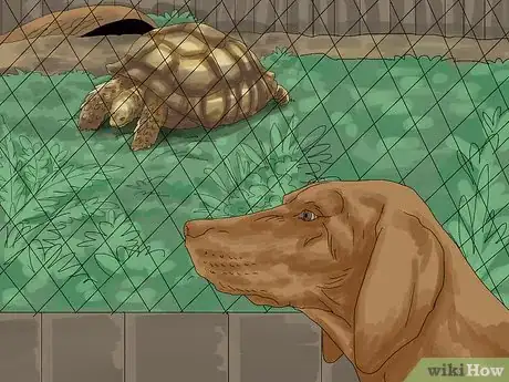 Image intitulée Care for a Tortoise Step 16
