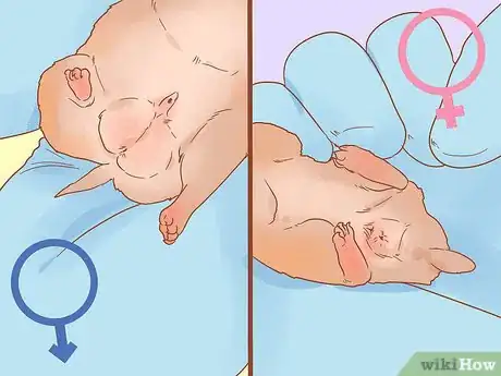 Image intitulée Sex a Hamster Step 6